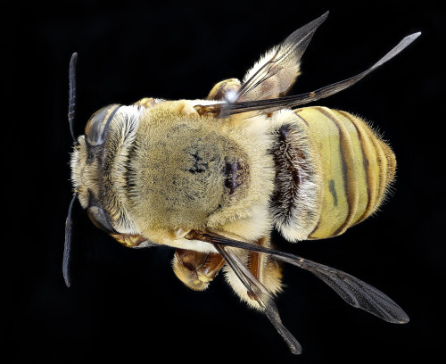 usgsbiml: A lovely fuzzy Centris (C. aethyctera).  Collected by Tim McMahon in Costa Rica.  Compact 