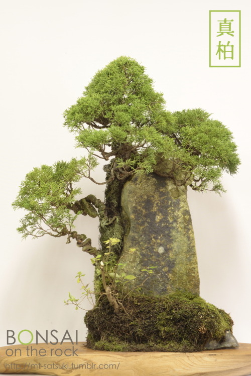 真柏（シンパク）の石付盆栽SHIMPAKU Juniper bonsai on a rock2015.12.6 撮影bonsai on the rock| Creema | BASE | Zazzle