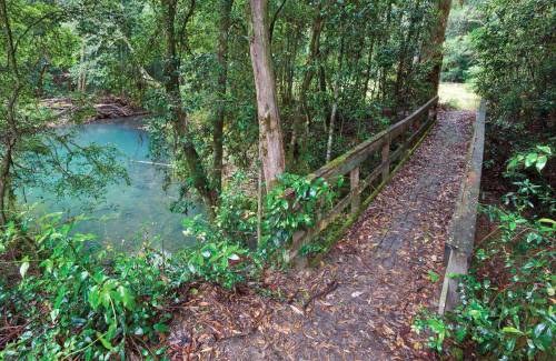 oceaniatropics:  Mobong walking track, cascade national park, NSW, Australia