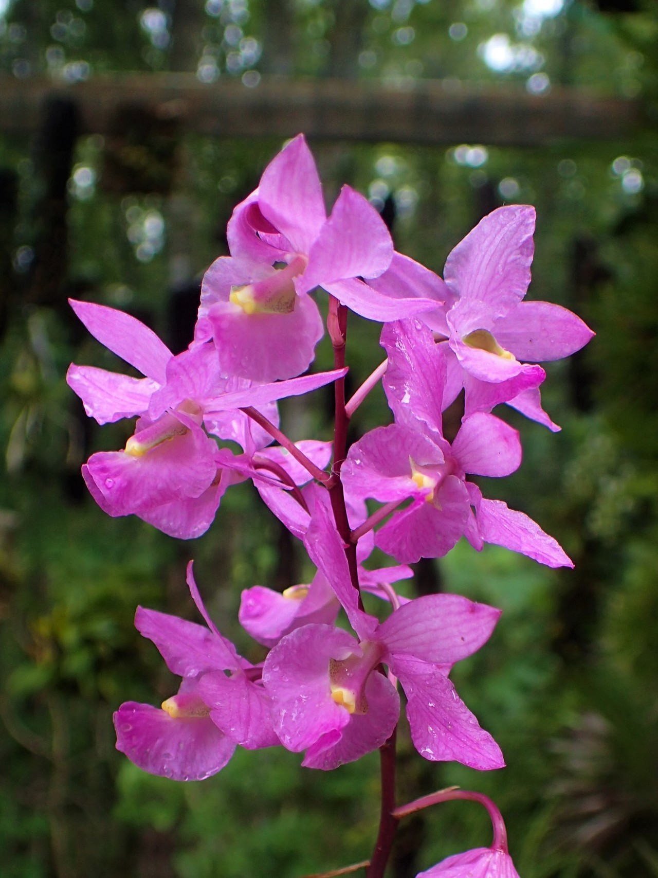 orchid-a-day: Barkeria melanocaulon Syn.: Epidendrum melanocaulon; Barkeria halbingeri