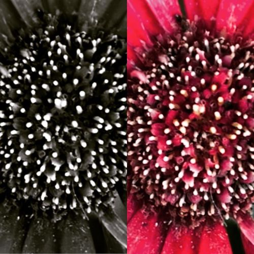 Black n red. Gerber Daisy close up.  https://www.instagram.com/p/CFECAXyDrBD/?igshid=1jbrg036gwgp4