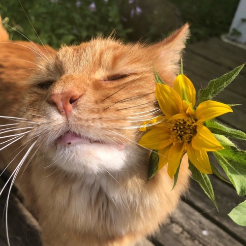 purrfectpeach:Jack meets a sunflower
