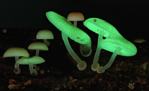 nubbsgalore:among bioluminescent organisms, porn pictures