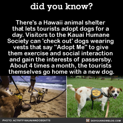 did-you-kno:There’s a Hawaii animal shelter  that lets tourists adopt dogs for a  day. Visitors to the Kauai Humane  Society can ‘check out’ dogs wearing  vests that say “Adopt Me” to give  them exercise and social interaction  and gain the