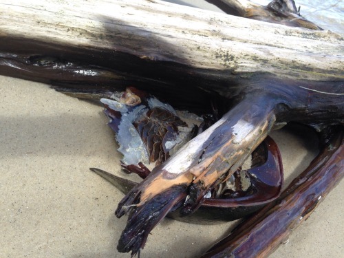 parliamentrook:Good beach day. I had to dig the horseshoe crab out from underneath to get it free of