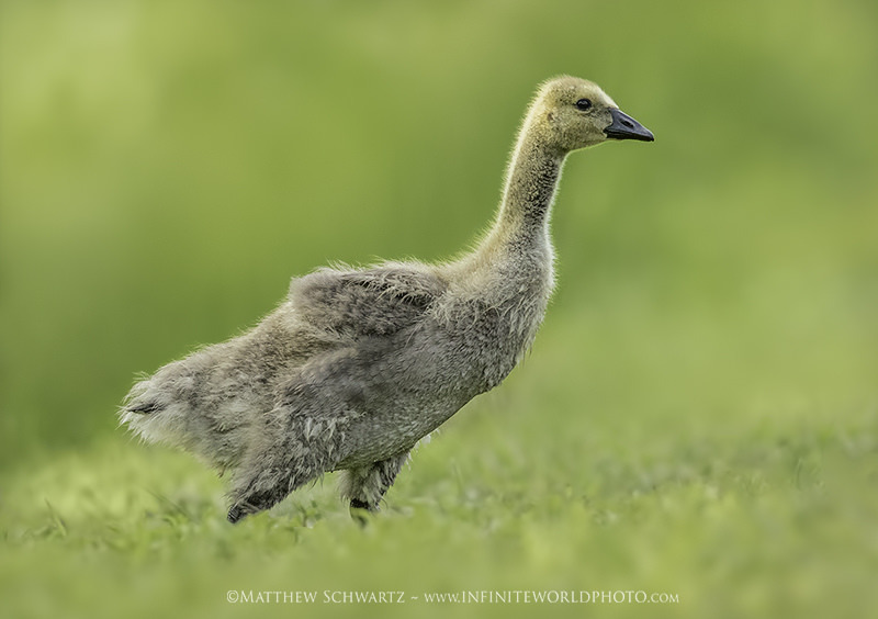 Gosling, Fresh Out of the Creek
If you enjoy my images, tutorials, newsletter… …please share them with others who may benefit. Thank you, Sincerely, Matthew Workflow Cheat Sheet. Exclusive Content. Sweet! Workflow Cheat Sheet and Epic Newsletter...