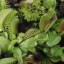 8venusflytrap8