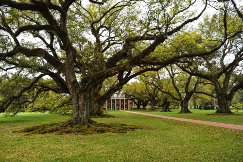 Oak Alley Plantation. Vacherie, Louisiana. March 2016.・For optimal photo quality, view the gallery a