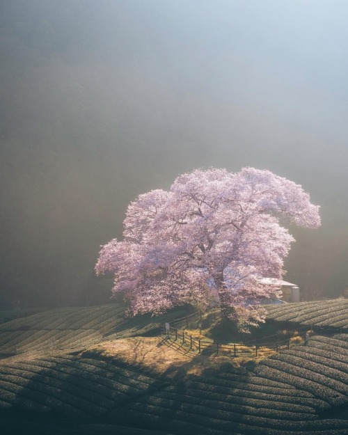 quiet-nymph:  Photography by Hiroki JPN🇯🇵   