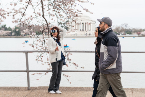 Walking with the Cherry Blossoms. © Katelyn Perry | Instagram Here