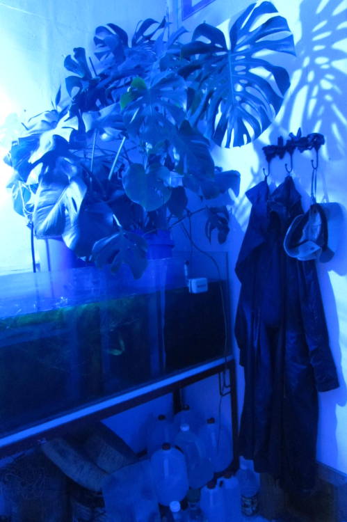 Considerably Neglected AquariumWe don&rsquo;t have any sort of normal filtration system, but hav