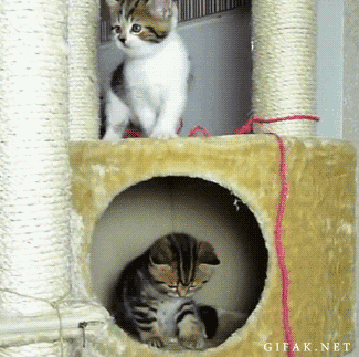 cute-overload:  There is a step here, I’m sure of it Ahhhh!http://cute-overload.tumblr.com