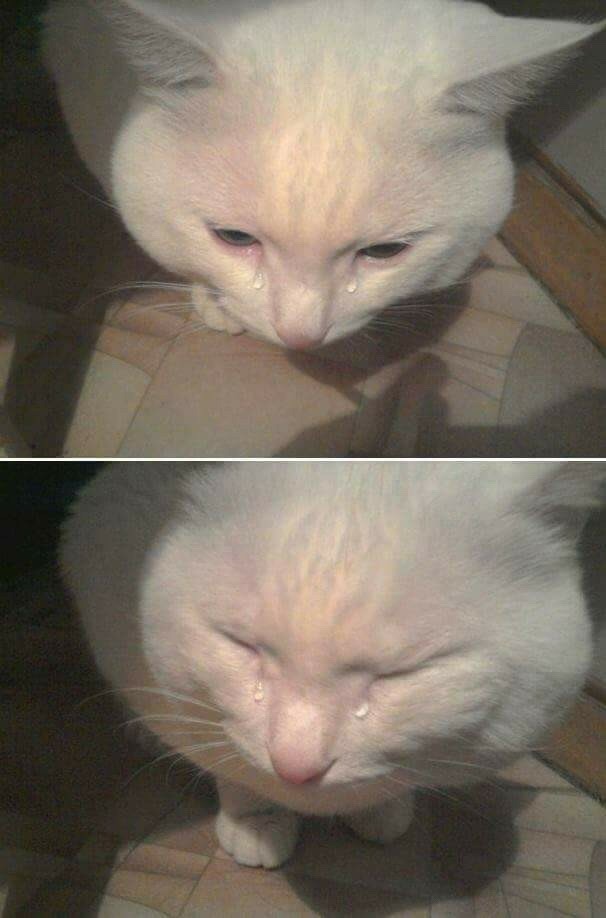 a crying cat