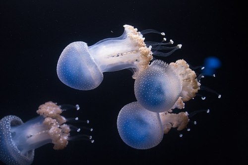 Phyllorhiza Punctata.
