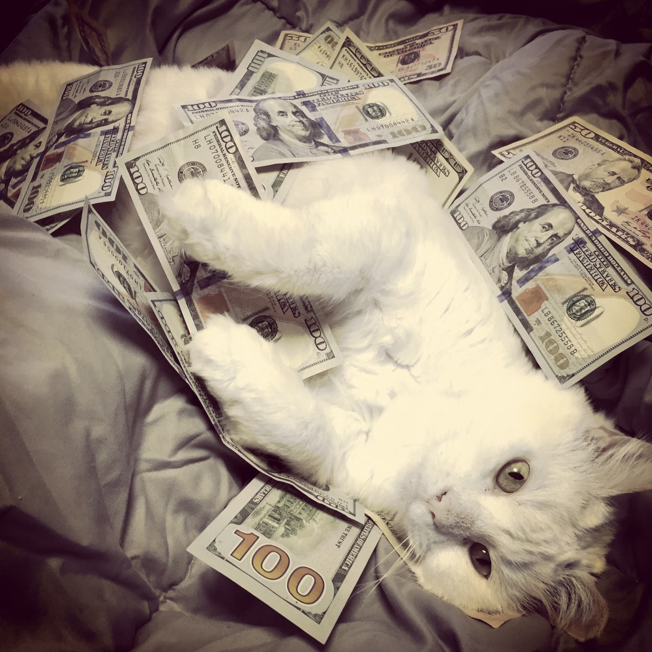 cashcats:u can’t afford me