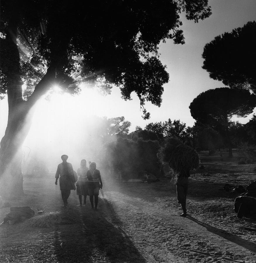 Bert Hardy
Rice Harvest, Portugal, 1955
From Hulton Archive/Getty Images