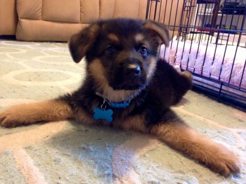 sassyfeistymighty:  ~REPOST FOR FRIEND~  This is Nemo! At first glance, you’re probably thinking something looks a little “weird” about this puppy. Well Nemo was picked up in Florida as a stray at 6 weeks old. He was diagnosed with Swimmer Puppy