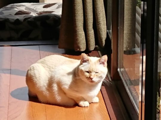 straycatj:  まぶしい……Oh, too bright… 