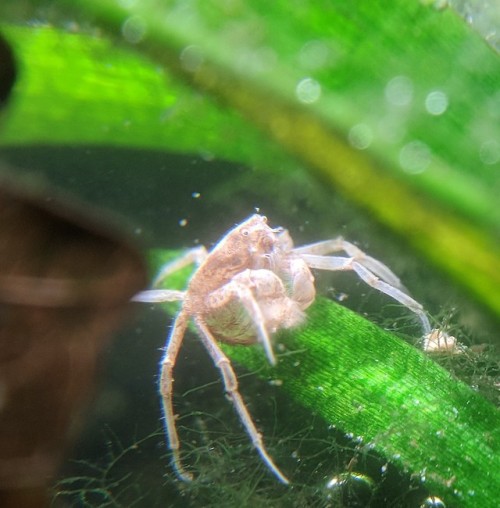 smug eyed little decapod bastard who played dead for months