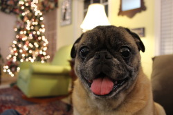 holl4h-ster:  this is my pug named Salad