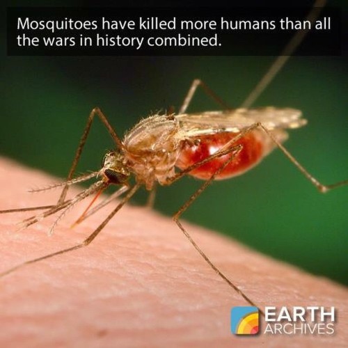 Nobody likes wars, or mosqitos. #nature #science #animals #mosquito #war #insects #trivia #eartharch