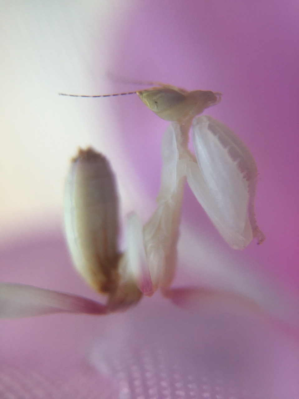 hierodula: 🌸how can something so small be so stunning
