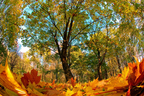 My Autumn World by cho89 on Flickr.