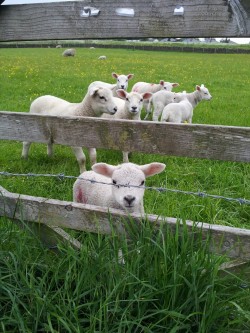 wanderingeast:  Started taking a picture of this lamb then they all wanted to be in the shot 