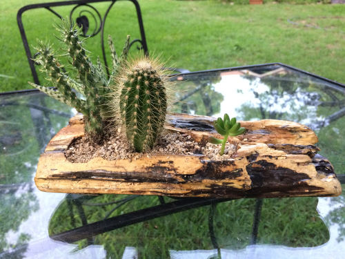 Cacti in driftwood // SucculentsNDriftwood