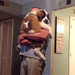 awwww-cute:  Friend’s 50lb dog still likes to be held like a baby (Source: http://ift.tt/1EnlZRQ)