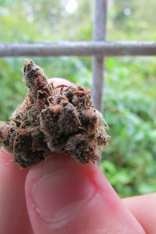 marydoyoujuanasmoke:  Literally fell in love with this nug 