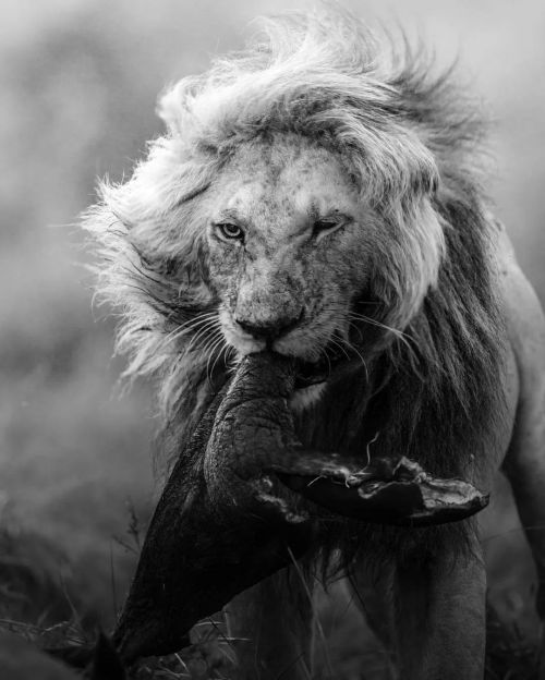 Photo by @a.curious.ape -Wiggle- Short-tail of the Marsh Pride, showing off his glorious mane While 