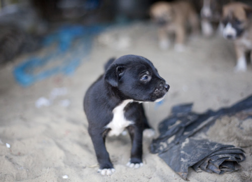 the-great-indian-adventure:Stray Puppies Kiss Like Old MenMorjim Beach, Goa 2014MHP