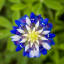 tinygardenandco