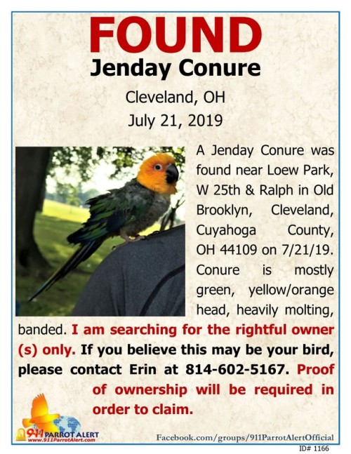 FOUND - JENDAY CONURE, 7/21/19, Loew Park, Old Brooklyn, Cleveland, Cuyahoga County, OH 44109