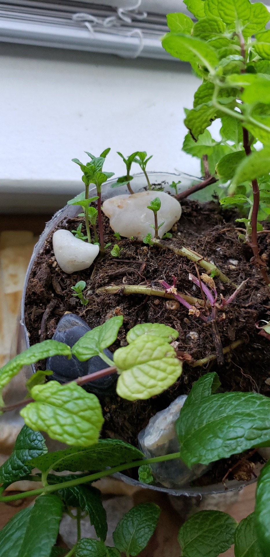 My Mint Plant Has New Sprouts! Or Shoots! Or Whatever You Call Them.