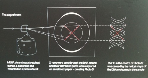 jtotheizzoe: Happy DNA Day! X marks the spot where we uncovered the very chemical structure of life 