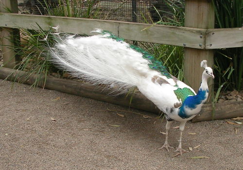 jeffreymann:  Piebald Peacock. This is a piebald peacock: a result of a genetic mutation. Imperfect things are perfect too.  One of the most beautiful things I’ve ever seen.