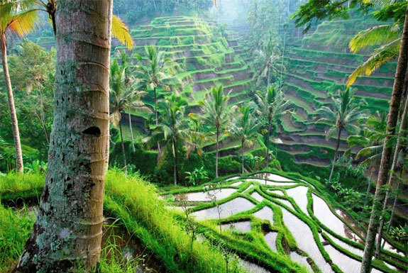 Image shows the flooded terraces of a Balinese rice farm, creating a sort of managed ecosystem of grasses, trees, and ponds climbing up mountainsides