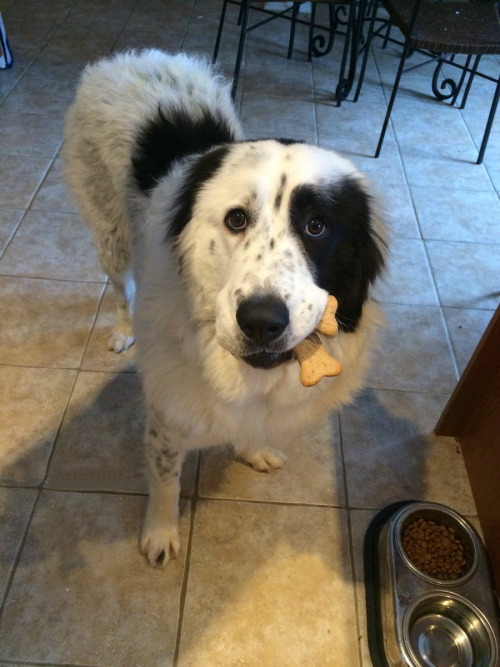 animalrates:  via @char