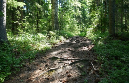 A Walk In The Forest.