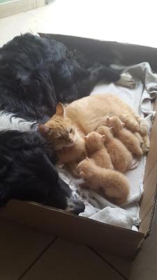 awwww-cute:  Diego (dog), Nala (kitty) and her babies (Source: http://ift.tt/1EZL24h)