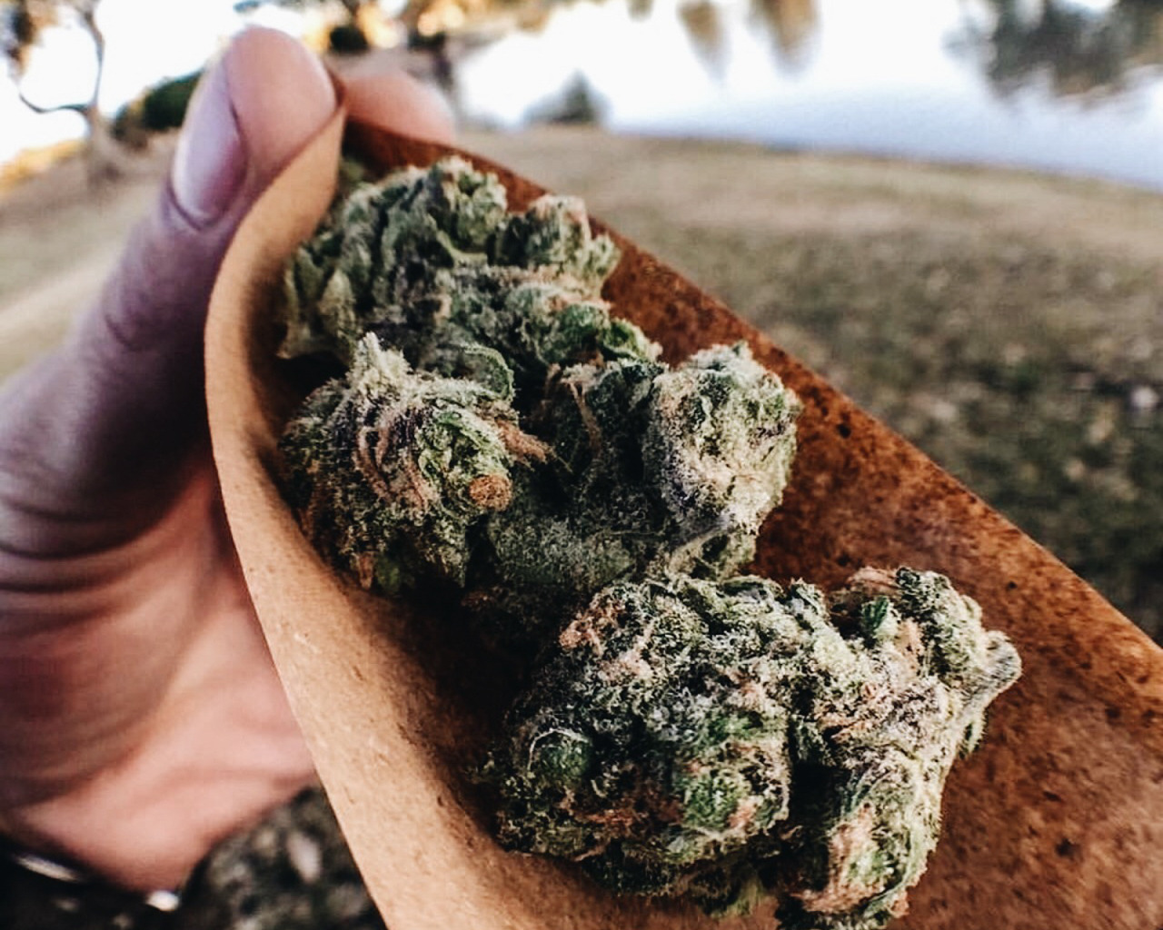 thedreamhaze:  🍁 Who’s high right now? 🍍