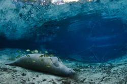 astickfigureillustration:  ocean-depths:  Manatees sleep differently than humans. Instead of one long sleep cycle they take short naps under the waters surface, coming up to breathe every 5 minutes or so. Each manatee will have it’s own favorite way