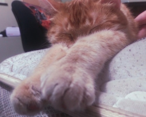 actualbotwlink: Look at those TOES!!! - Please don’t remove my caption, thanks! - ( @mostlycat