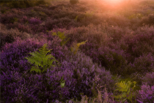 te5seract: Burning Tree, Morning Roydon &amp; Golden Syrup by Martin Tosh