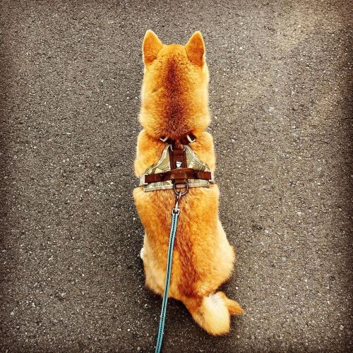 まだ帰らないポーズ #shiba #shibainu #shibadog #しばいぬ #柴犬 #あさんぽ #突然のさんぽ拒否 #歩いてきた方を向いておすわり https://www.instagram