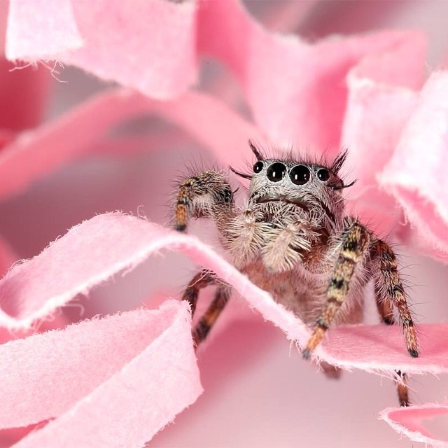 jennrosefx:  What do spiders dream about?… #bunny #spider #jumpingspider #phidippus