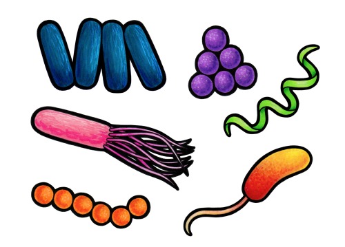 I drew some bacteria!Here are six examples of bacterial morphology (from left to right):• Palisades 