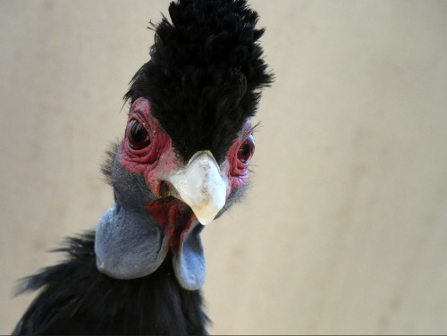 Crested guineafowl (Guttera pucherani) by Linda De Volder Crested guineafowl (Guttera pucherani)